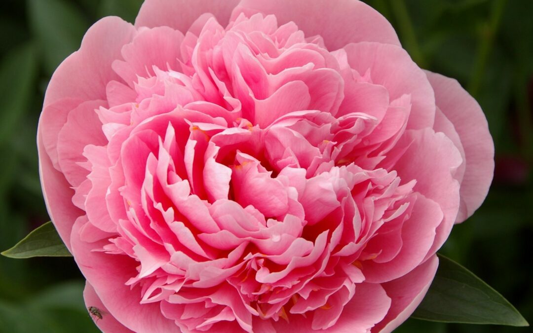 Vente de pivoine dans les Vosges